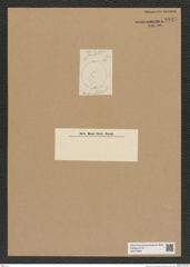 Diatomeae indet. Zeichnungen Sammlung Grunow Nr. 6837 (NHMW-BOT-W0375690)